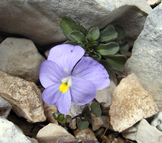 Viola magellensis / Viola della Majella